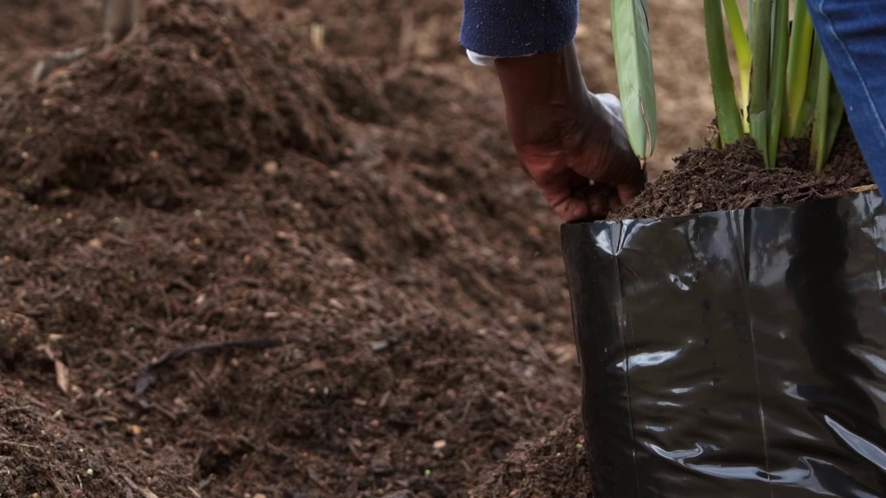 African female hands planting with compost soil at nursery.