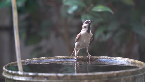 little sparrow birdie drinking and dipping in water bucket