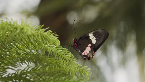 beautiful heliconius hewitsoni butterfly resting on the green plants with blurry nature background