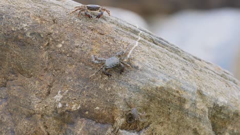 Pachygrapsus-Marmoratus-Es-Una-Especie-De-Cangrejo,-A-Veces-Llamado-Cangrejo-De-Roca-Jaspeado-O-Cangrejo-Jaspeado,-Que-Vive-En-El-Mar-Negro,-El-Mar-Mediterráneo-Y-Partes-Del-Océano-Atlántico.