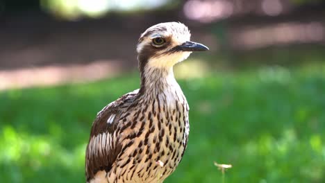 wild nocturnal bird species, an inactive bush stone-curlew, burhinus grallarius, standing motionless on grassy field, extreme close up shot capturing its feather details and eye blinking