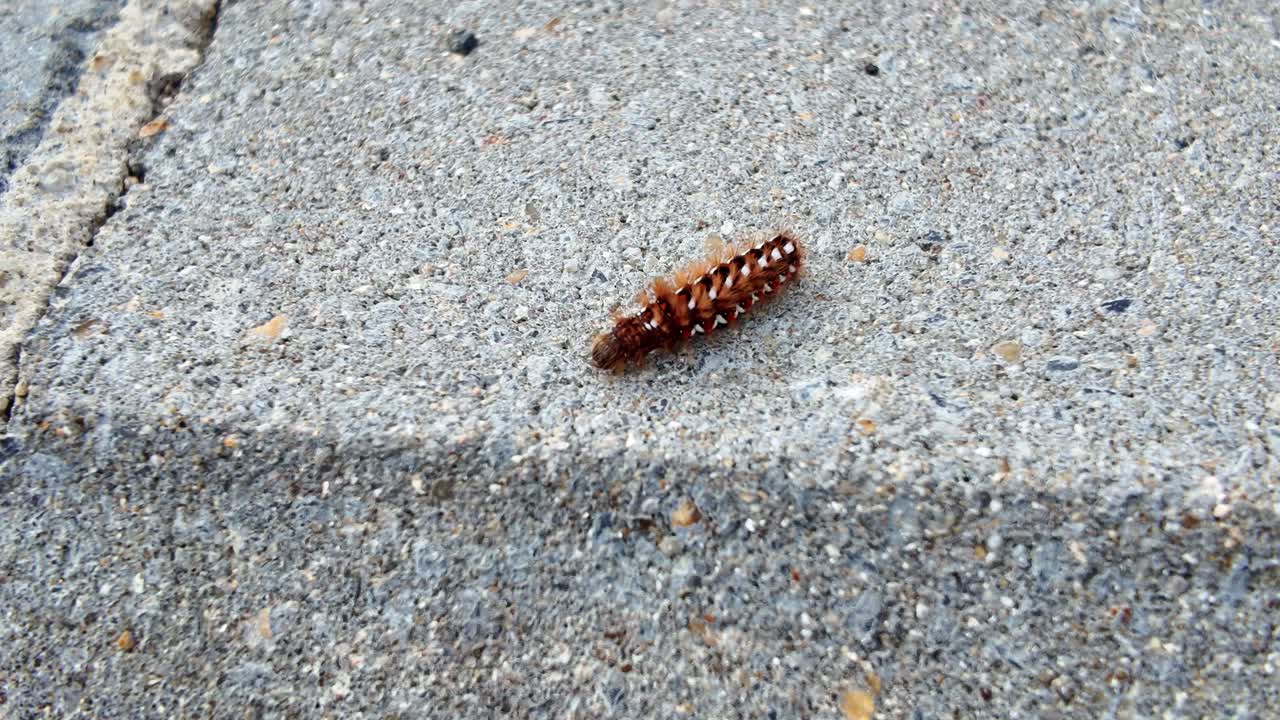 Close up of caterpillar crawling on textured concrete surface in sunlight