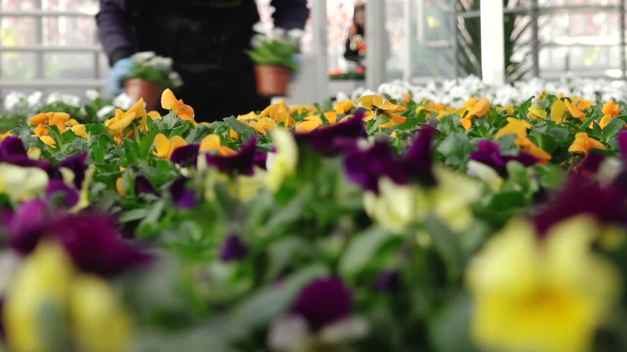A person tends to rows of vibrant pansy flowers in shades of yellow, purple, and orange inside a well-lit greenhouse. Foreground is artistically blurred for depth.