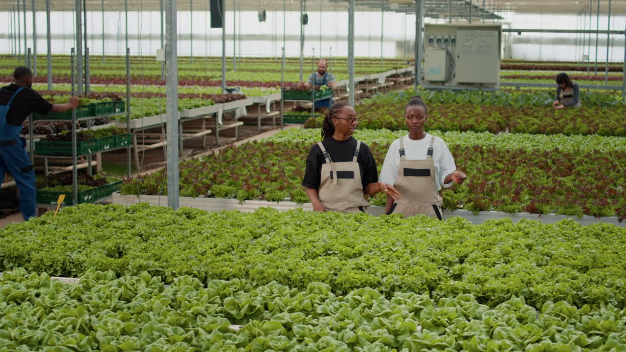 Workers in a greenhouse tending to lettuce crops