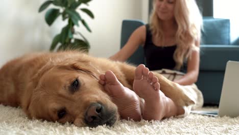 dog and female owner gentle woman. relaxing at cozy home atmosphere at home.