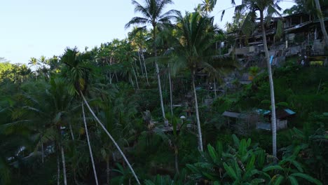 Drone-flying-through-the-jungles-of-Tegalalang-rice-terrace