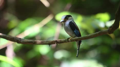 seen swinging on a vine with a dragonfly in its mouth then flies to deliver, silver-breasted broadbill, serilophus lunatus, kaeng krachan national park, thailand