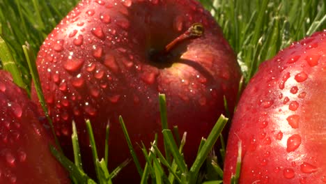 primer plano hermosos frutos de manzana roja con gotas de agua en la hierba verde con la luz del sol