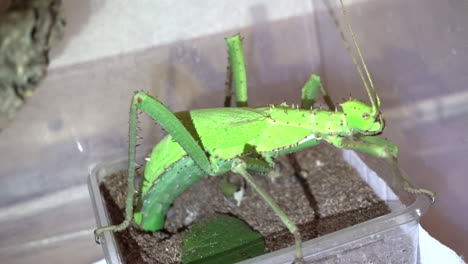 a female stick insect lays an egg by inserting it into a container of soil in a terrarium