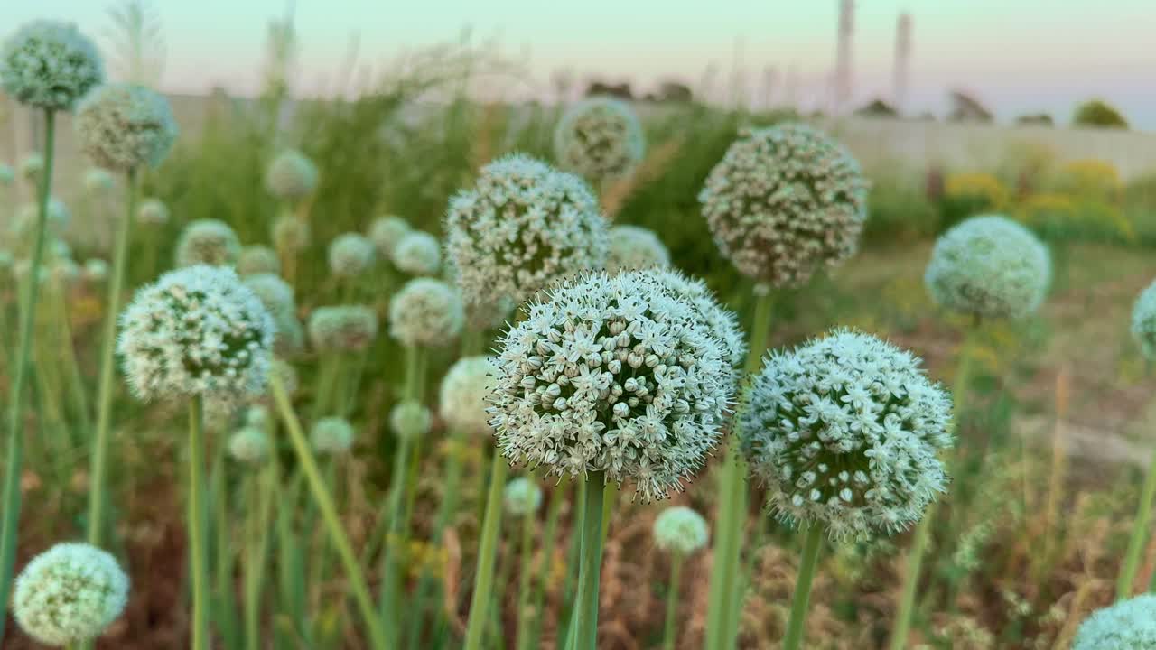 Group of onion flower with white blossoms and a green stem standing in the farm field