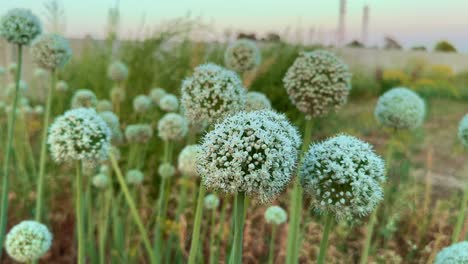 group of onion flower with white blossoms and a green stem standing in the farm field