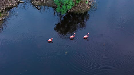 Falamingos-walk-in-line-following-each-other-across-mudflats-in-Caribbean