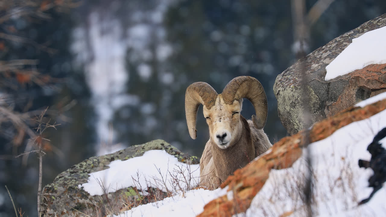 Male Bighorn Sheep - Ram With Curved Horns Sleeping Between The Rocks At Winter In Alberta, Canada