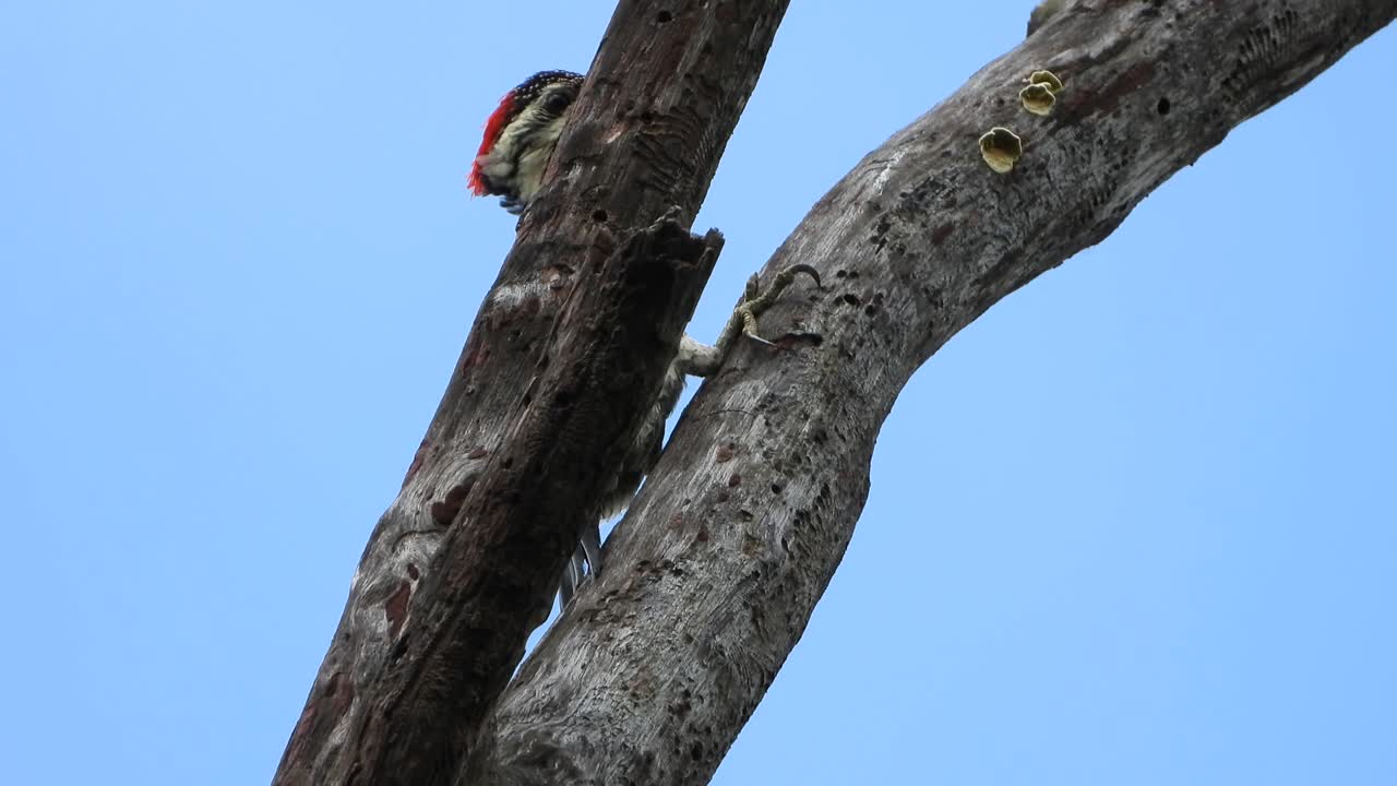 pájaro carpintero en el árbol uhd mp4 4k video