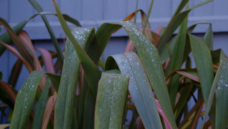 Phormium-De-Lino-De-Nueva-Zelanda-Cubierto-De-Escarcha-Y-Hielo-Con-Fondo-De-Phormium,-Ms