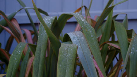 phormium de lino de nueva zelanda cubierto de escarcha y hielo con fondo de phormium, ms