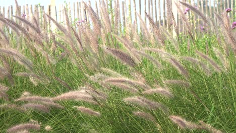 a beautiful background of ornamental grasses blowing in the wind with a fence in the background