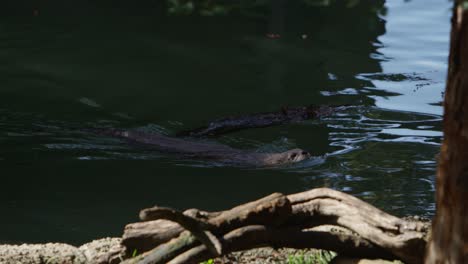 Nutria-Nadando-Y-Va-Bajo-El-Agua-A-Cámara-Lenta