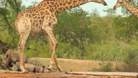 Slow-motion-of-a-giraffe-standing-up-again-after-drinking-with-white-rhinos-laying-in-the-background,-Kruger-National-Park