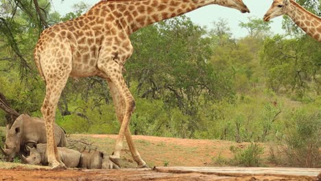 Cámara-Lenta-De-Una-Jirafa-Que-Se-Levanta-De-Nuevo-Después-De-Beber-Con-Rinocerontes-Blancos-Tendidos-En-El-Fondo,-Parque-Nacional-Kruger