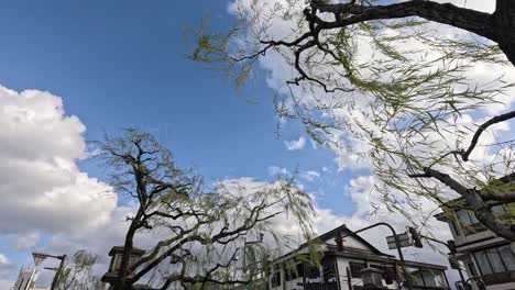 looking up at a tree against a cloudy sky