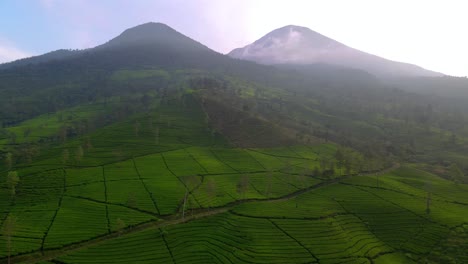 Vista-Aérea-De-La-Plantación-De-Té-Y-El-Impresionante-Paisaje-Con-El-Fondo-Del-Monte-Kembang-Y-Sindoro,-Indonesia