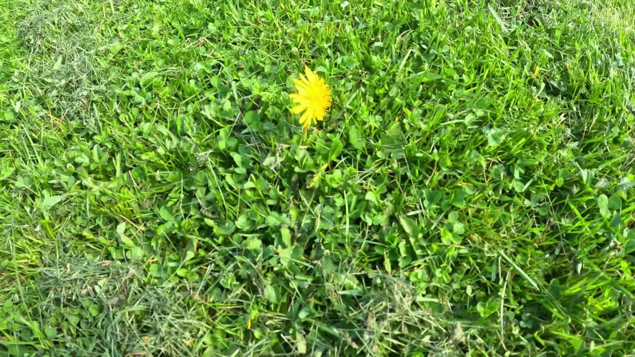 Close up of a single dandelion in green grass.