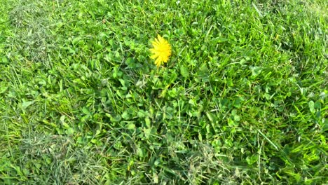 close up of a single dandelion in green grass.
