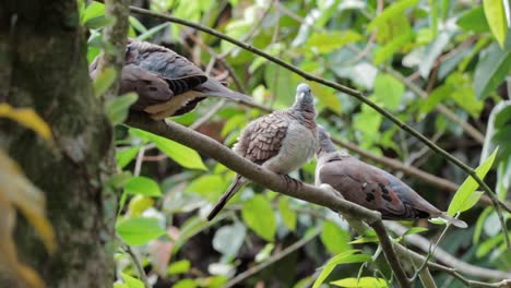 spotted dove perch on tree branch