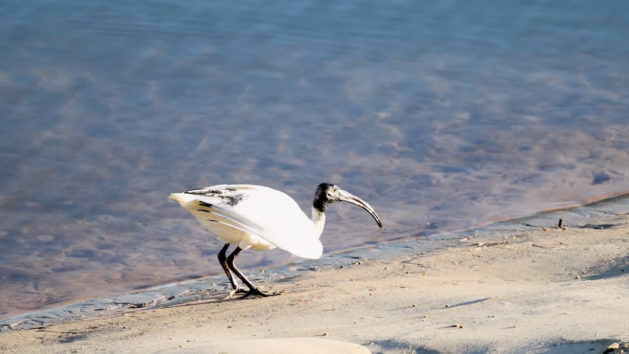 A white ibis walks along a sandy shoreline before taking off in bright daylight. The camera remains steady, capturing the bird’s movement in natural light