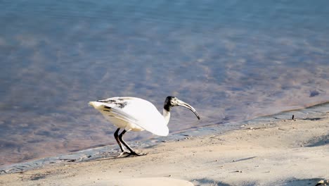 a white ibis walks along a sandy shoreline before taking off in bright daylight. the camera remains steady, capturing the bird’s movement in natural light