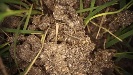 disturbed fire ant mound - wide angle macro top down view of several ants running amidst broken dirt and grass sticking out of the mound