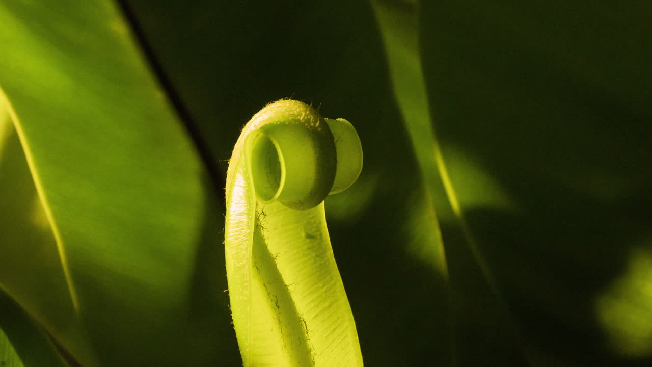 Soft light on bird's nest fern slowly unfurling new growth, with dynamic camera rotation and follow, time lapse