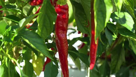 carolina reaper chili pepper farm