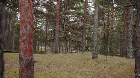 forest of pine next to the sea coast in latvia, baltic contry and sea