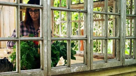 mujer madura mirando tomates 4k