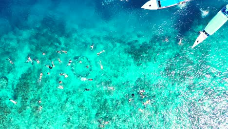 grupo de turistas nadando y buceando en las aguas perfectamente claras del arrecife de coral de belice