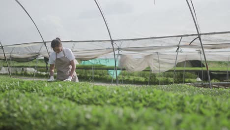 young beautiful woman's walking and checking planting