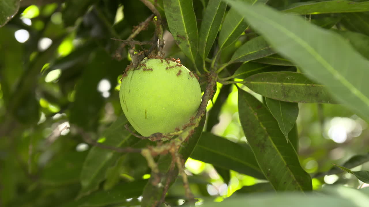 mango verde orgánico colgado de un árbol cubierto por grandes hormigas rojas