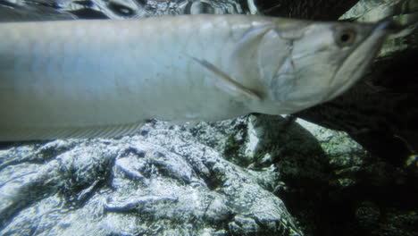 tropical fish in aquarium