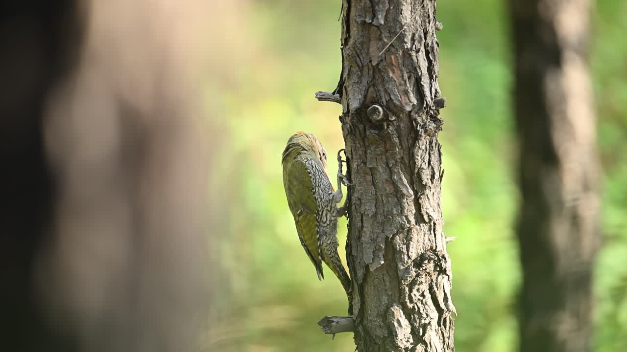 A close-up view of aScaly-bellied woodpecker, perched on a dark, textured tree trunk.