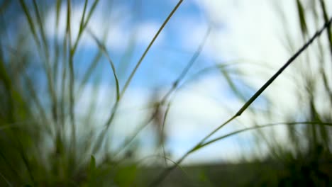 person walking through tall grass