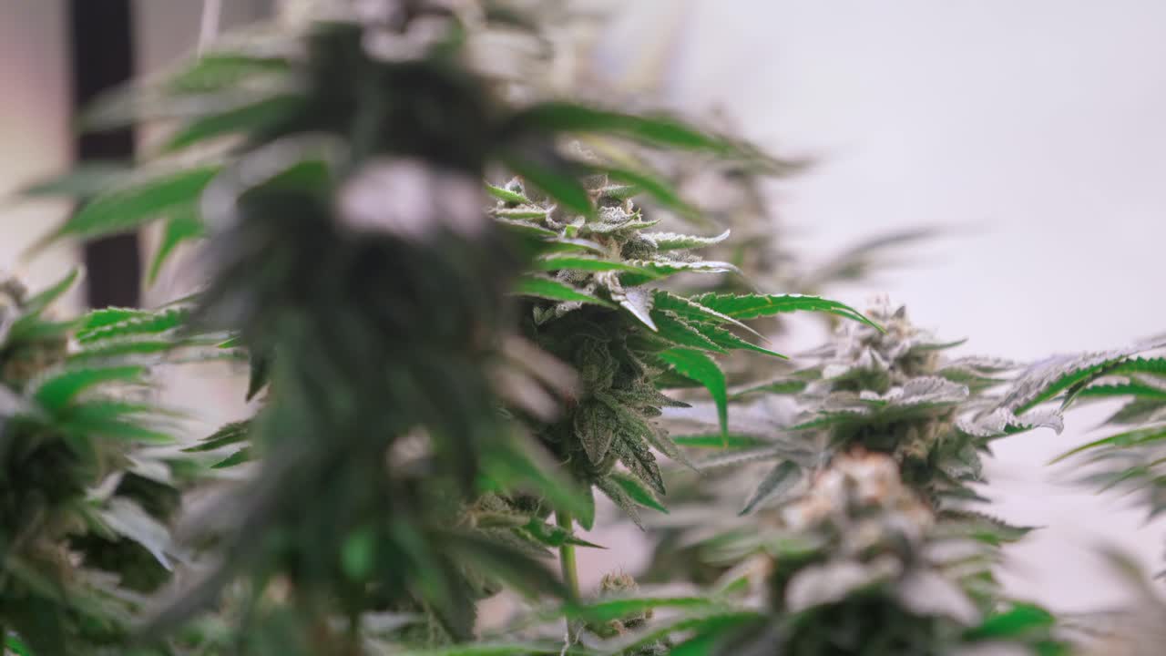 개화 단계에서 성장 텐트에서 자라는 대마초 식물의 샷