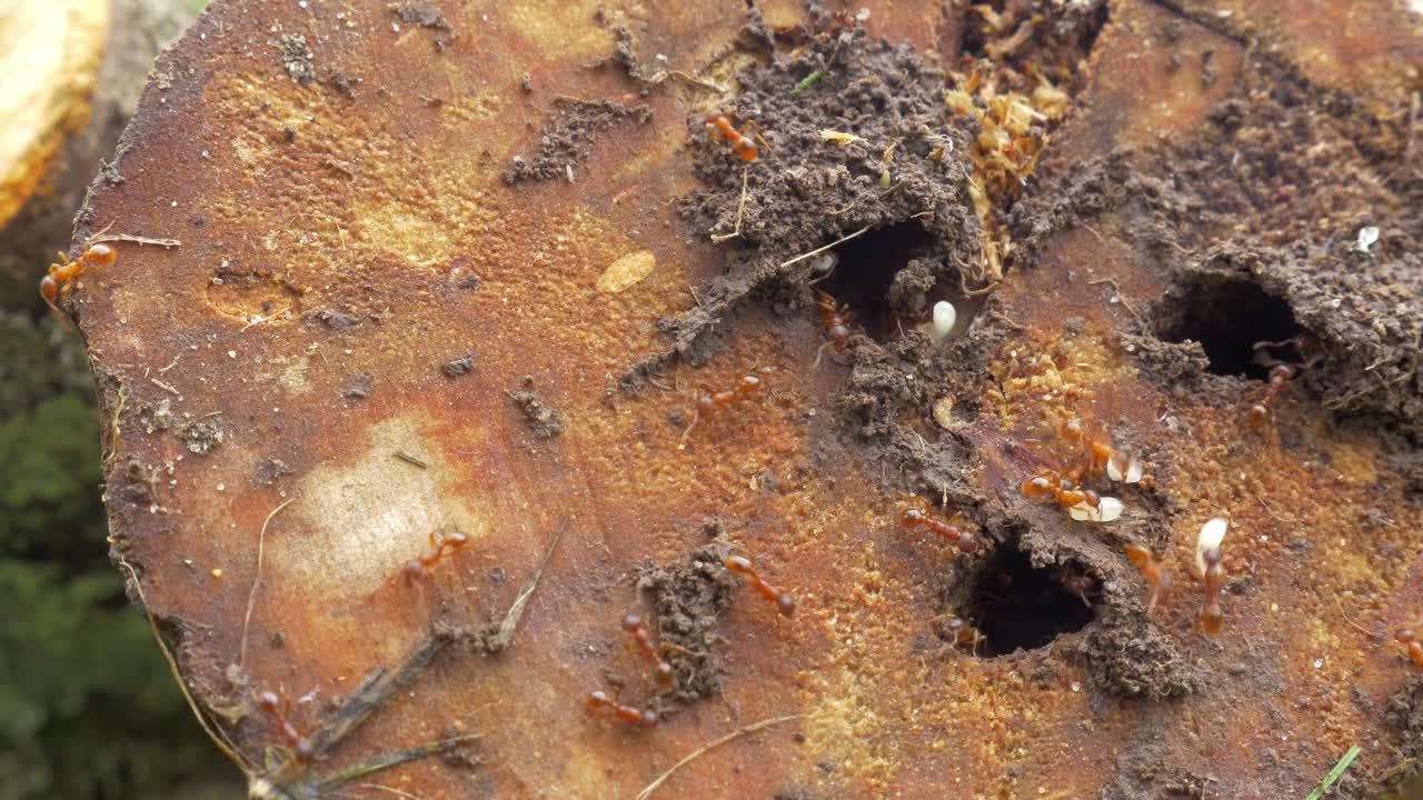 바쁜 개미의 삶