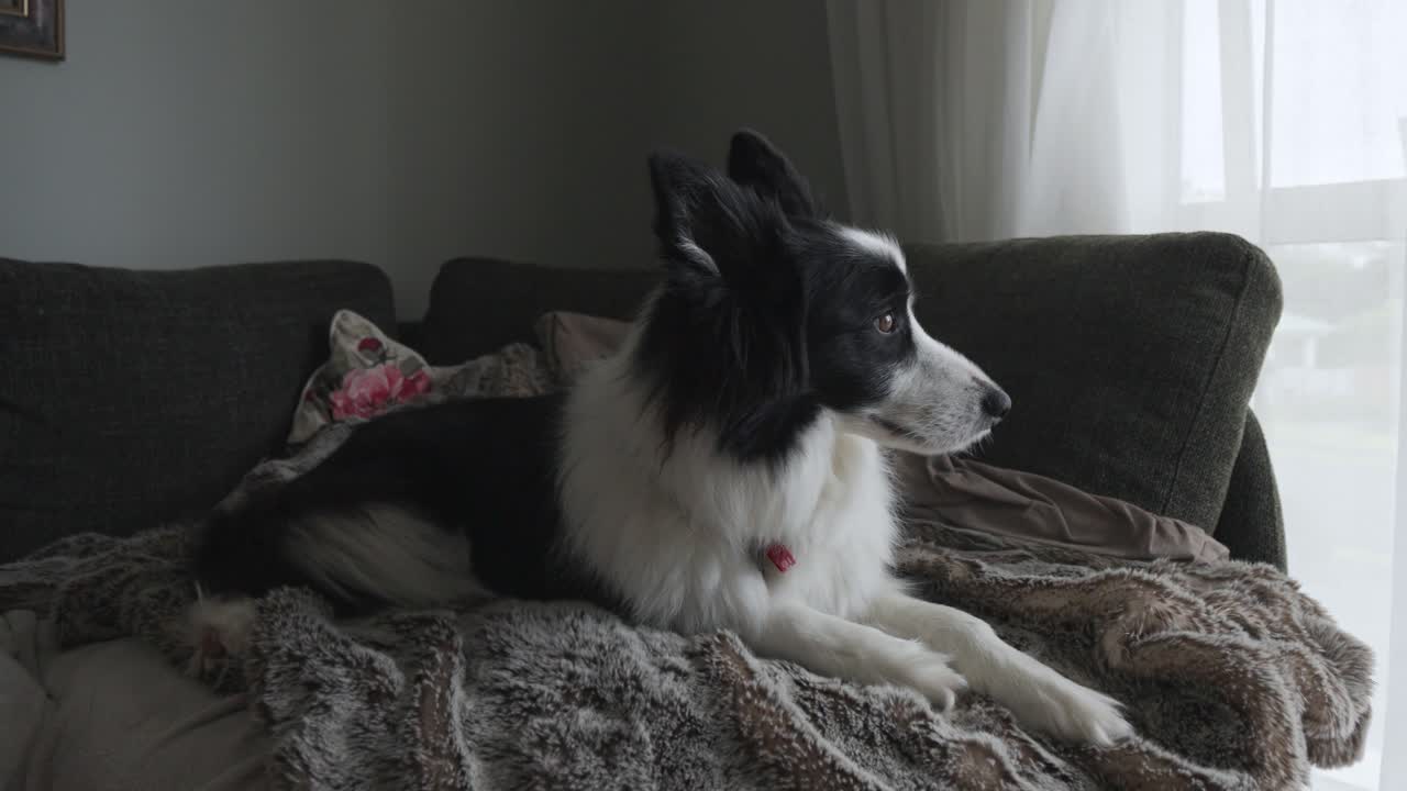 Footage of a cute black and white Border Collie dog laying down resting on the couch inside house. Gazing out the window.