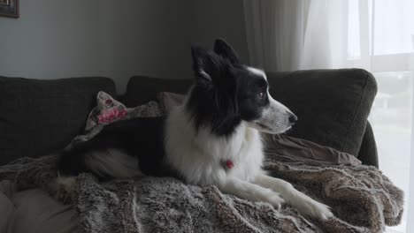footage of a cute black and white border collie dog laying down resting on the couch inside house. gazing out the window.