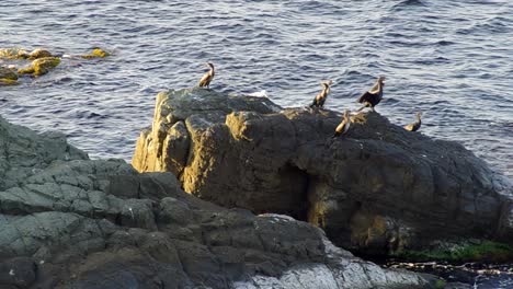 cormorants landed on rocks in the sea