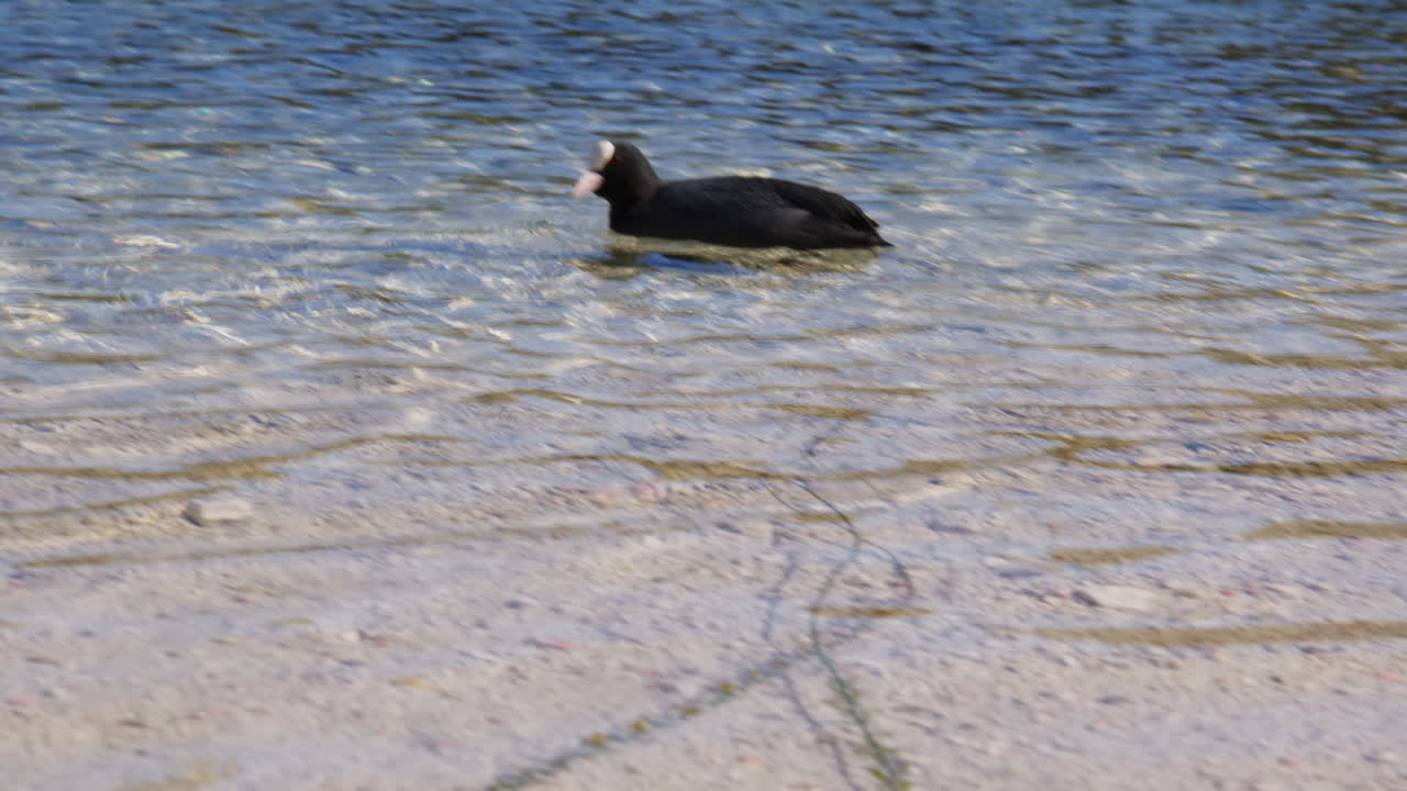 Eurasian Coot Eating On Lake Hintersee In Germany. Wide Shot