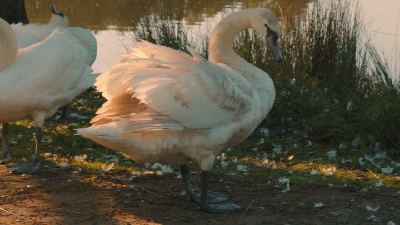 cisnes de pie al lado del lago con la cámara pasando en cámara lenta