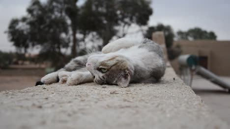 cute playful cat on the hotel wall at merzouga, morocco